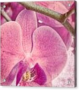 Pink Orchids 3 Acrylic Print