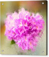 Pink Painted Rhododendrom Acrylic Print
