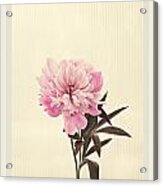 Pink Peony Acrylic Print