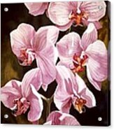 Pink Phalaenopiss Orchids Acrylic Print