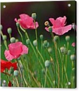 Pink Poppies Acrylic Print