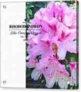 Pink Rhododendron Blooming In My Spring Acrylic Print