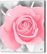 Pink Rose Acrylic Print