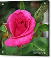 Pink Rose Beauty In The Garden Acrylic Print