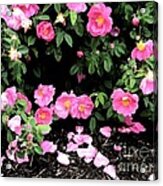 Pink Rose Bush Acrylic Print