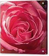 Pink Rose Acrylic Print