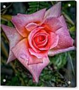 Pink Rose Acrylic Print