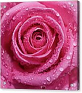 Pink Rose Petals With Raindrops Acrylic Print