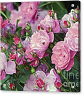 Pink Roses Acrylic Print