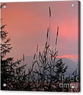 Pink Sky And Grasses Acrylic Print