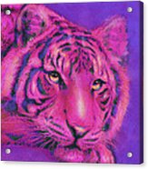 Pink Tiger Acrylic Print