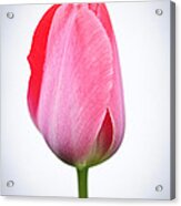 Pink Tulip 3 Acrylic Print