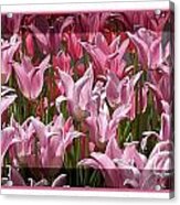 Pink Tulip Parade Acrylic Print