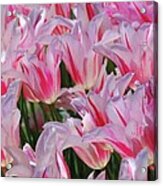 Pink Tulips 3 Acrylic Print