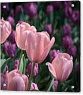 Pink Tulips Acrylic Print