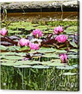 Pink Water Lilies Acrylic Print