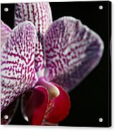 Pink White Orchid And A Reminder To Utter The Words Thank You. Acrylic Print