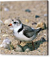 Piping Plover Sitting on Eggs Acrylic Print