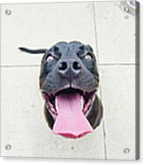 Pit Bull Puppy Smiles Big Acrylic Print