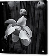 Pitcher Plant Flower Acrylic Print
