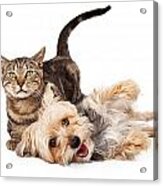 Playful Dog And Cat Laying Together Acrylic Print