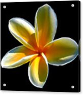 Plumeria Against Black Acrylic Print