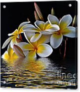 Plumeria Reflections Acrylic Print