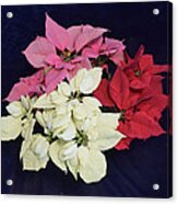 Poinsettia Tricolor Acrylic Print