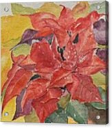 Poinsettias Acrylic Print