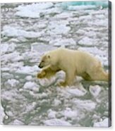Polar Bear Crossing Ice Floes Acrylic Print