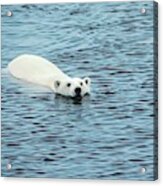 Polar Bear Swimming Acrylic Print