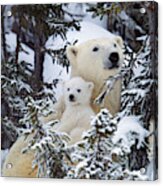 Polar Bear With Cub Acrylic Print