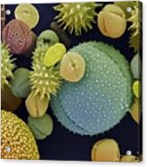 Pollen Grains Acrylic Print
