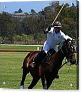 Polo Acrylic Print