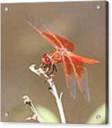 Pomegranate Eyes Acrylic Print