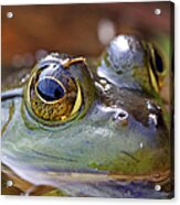 Pond Celebrity Acrylic Print