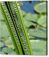 Pond Reeds Acrylic Print