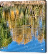 Pond Reflection Acrylic Print