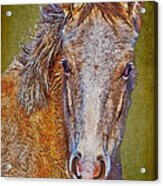 Pony Portrait Acrylic Print