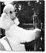 Poodle In The Drivers Seat Acrylic Print