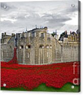 Poppies At The Tower Of London Acrylic Print