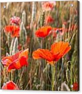 Poppies In The Morning Sun Acrylic Print