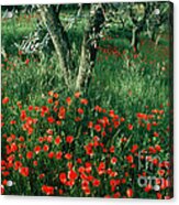 Poppies Acrylic Print