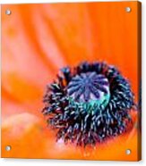 Poppy Center 2 Acrylic Print