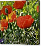 Poppy Flower Acrylic Print