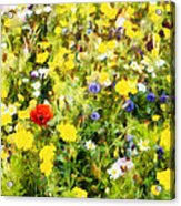 Poppy In Wildflowers Acrylic Print