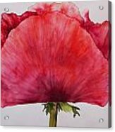 Poppy Acrylic Print