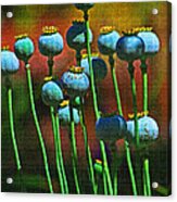 Poppy Seed Pods Acrylic Print