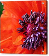 Poppy's Purple Passion Acrylic Print