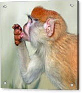 Portrait Of A Baby Patas Monkey Ii Acrylic Print